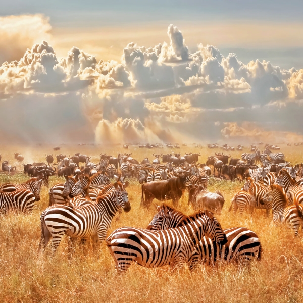 Kalender 2027African Wildlife