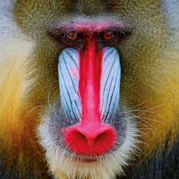 Kalender 2027African Wildlife