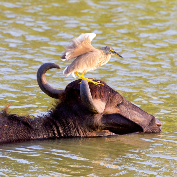 Kalender 2027African Wildlife