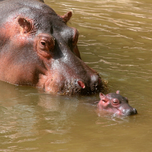 Kalender 2027African Wildlife