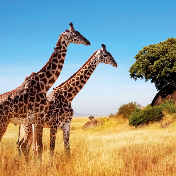 Kalender 2027African Wildlife