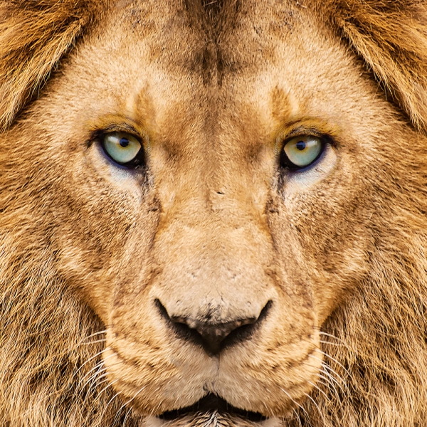 Kalender 2027African Wildlife