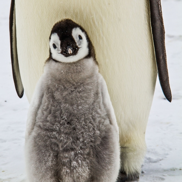 Kalender 2027Penguins