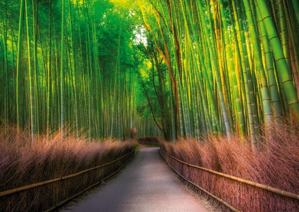 Postkarte - Sagano Bamboo Forest, Kyoto, Japan