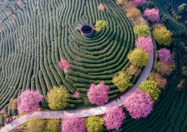Postkarte – Rosa Kirschblüten im Teegarten