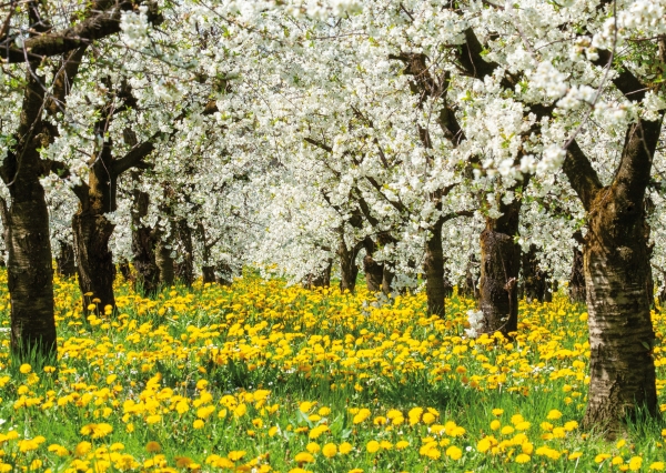 Postkarte – Blühende Apfelbäume