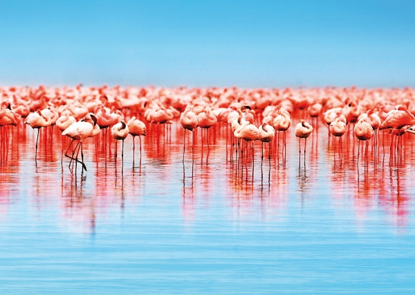 Postkarte – Afrikanische Flamingos