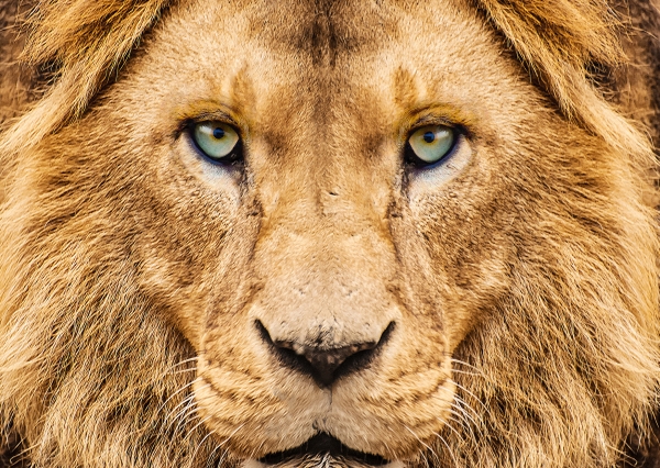 Postkarte – Der König der Tiere