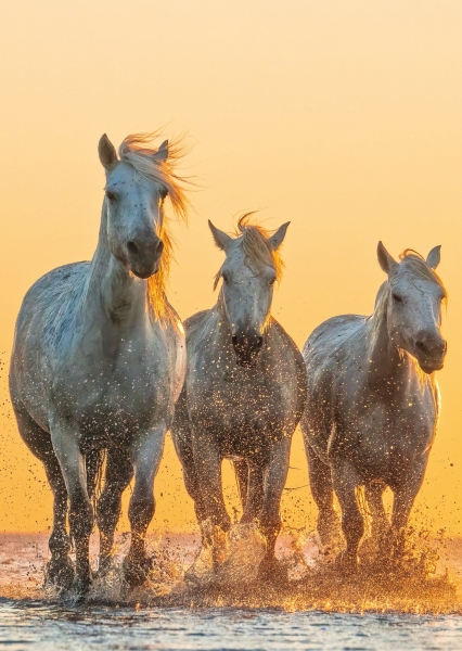 Postkarte – Camargue-Pferde