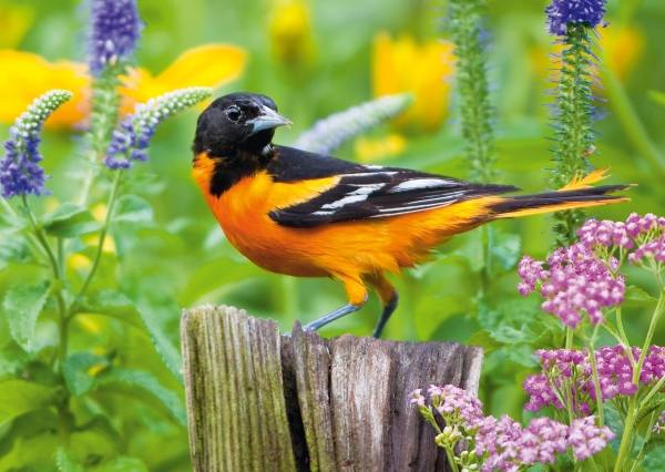 Postkarte – Baltimore-Pirol