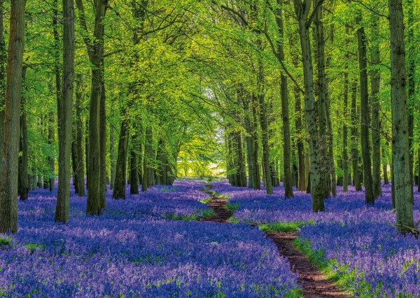 Postkarte – Weg durch die Bluebells