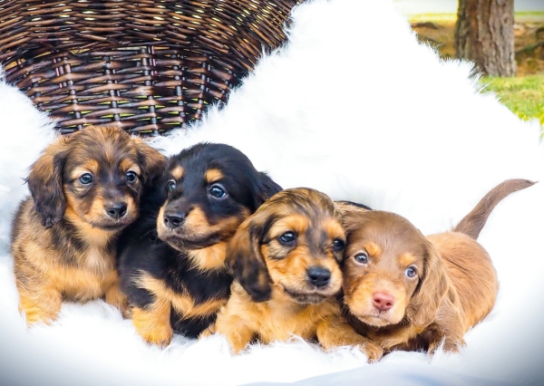 Postkarte – Wurf Zwergdackelwelpen