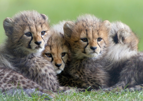 Postkarte – Junge Geparden