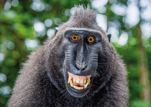 Postkarte – Makaken Porträt