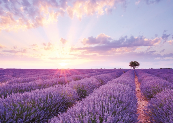Postkarte – Sonnenaufgang im Lavendelfeld