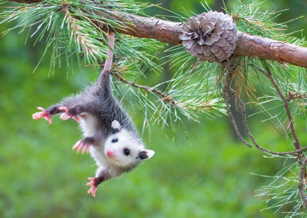 Postkarte – Baby Opossum
