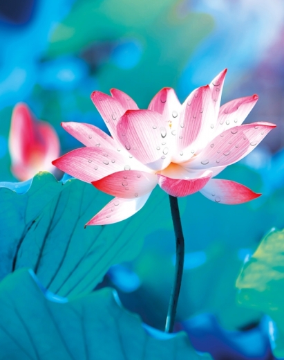 Blankbook – Pure Lotus (B-Ware)