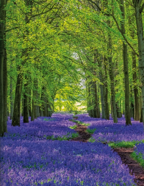 Blankbook – Bluebells