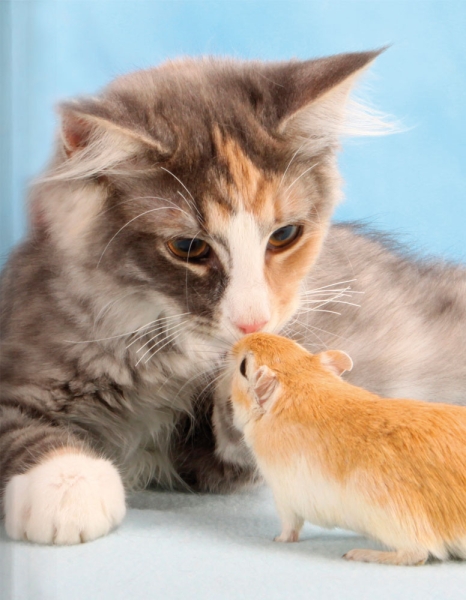 Blankbook – Katze und Maus
