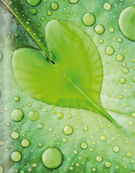 Grünes BlattMonet - Grünes Blatt