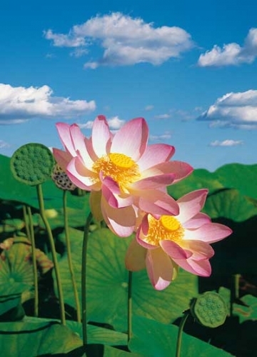 Postkarte – Lotus Flower