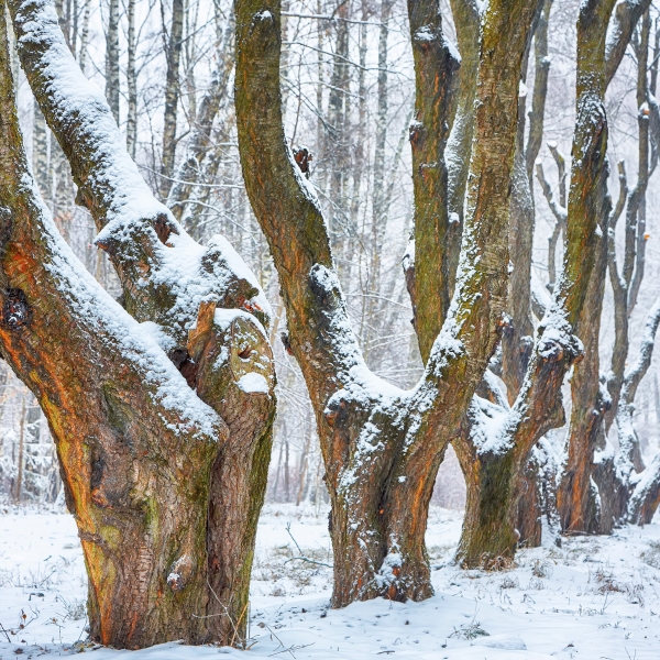 Kalender 2026Trees(Vorverkauf)