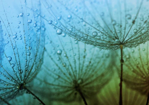 Dandelion with Dewdrops - Löwenzahn im Tau