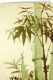 Klappkarte – Bamboo (Trad. Chinese Painting)