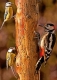 Postkarte - Blue Tits & Spotted Woodpecker