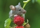 Postkarte - Little Woodmouse
