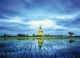 Postkarte – Buddha in the Fields