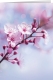 Klappkarte – Cherry Blossoms