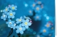 Klappkarte – Forget-me-not