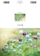Klappkarte – Oriental Poppy