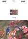 Klappkarte – Eastern Bluebirds