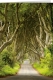 Klappkarte – Dark Hedges, Ireland