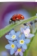 Klappkarte – Ladybird - Marienkäfer