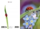 Klappkarte – Ladybird - Marienkäfer