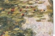 Klappkarte – Claude Monet - The Water Lily Pond (1917-18)
