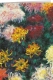 Klappkarte – Claude Monet - Chrysanthemen (1897)