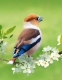 Blankbook - Hawfinch