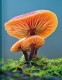 Blankbook – Mushroom (Auslaufartikel)