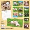 Kalender 2026Schweinchen