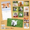 Kalender 2026Hundewelpen