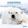 Kalender 2026Eisbären