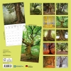 Kalender 2027Die Kraft der Bäume