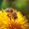 Kalender 2027Bienen