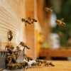 Kalender 2027Bienen