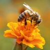 Kalender 2027Bienen