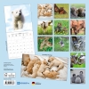 Kalender 2027Tierbabys